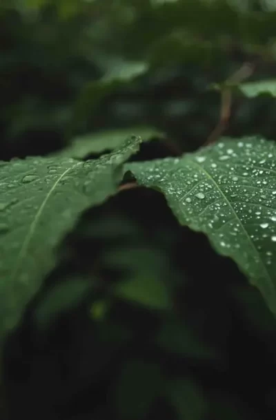 wild-green-leaves-with-dew-them.webp
